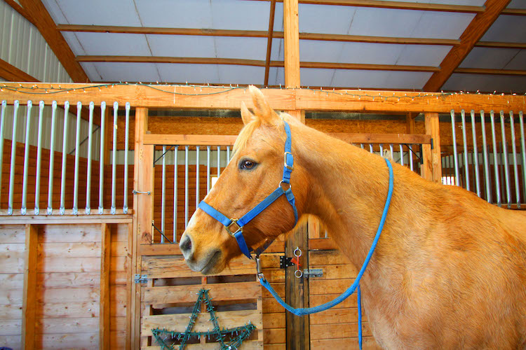 Horse Barns; Horse Barns Near Me | Horse Boarding & Lessons
