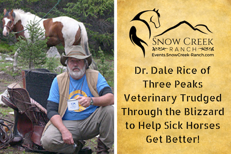 Dr. Rice Helps Sick Horses at Terolyn Horse Rescue