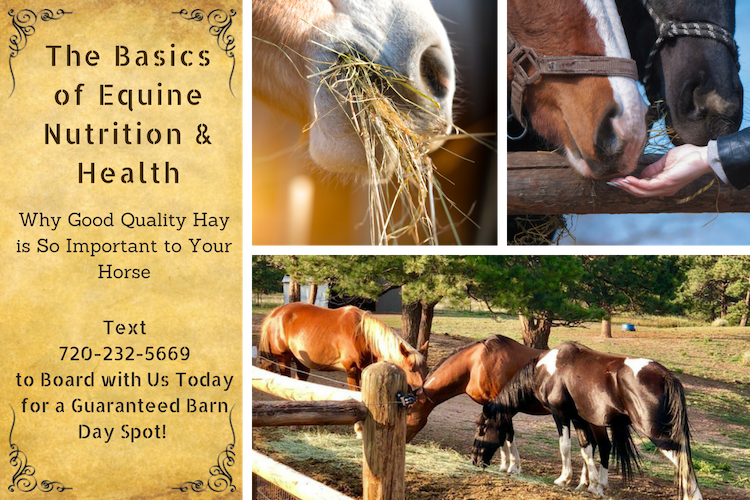 The Basics of Equine Nutrition & Health