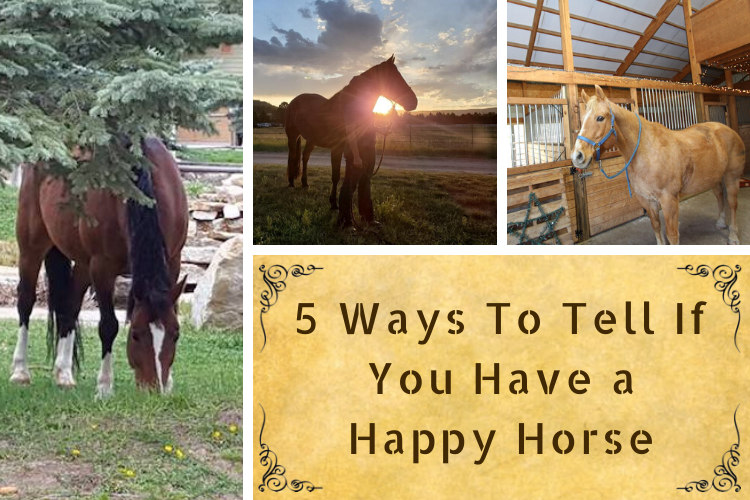 5 Ways To Tell If You Have a Happy Horse